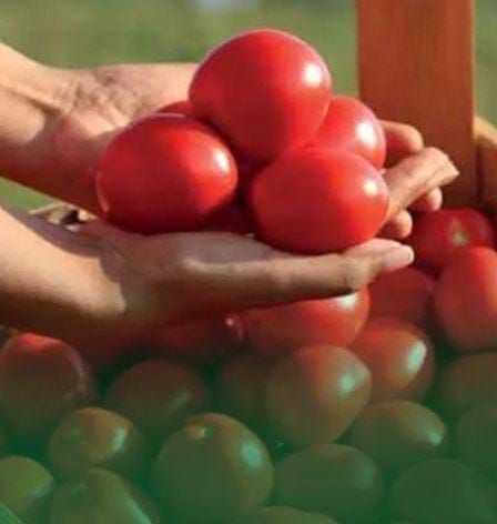 HM.Clause Sebze Grubu