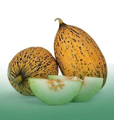 Semillas Fito Sebze Grubu